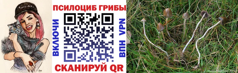 Псилоцибиновые грибы прущие грибы  Белгород 